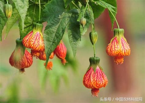 燈籠花種類|金鈴花:金鈴花（學名：Abutilon striatum），又名燈籠。